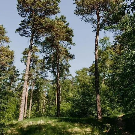 Vakantiehuis Boshuisje Zunne Zelhem