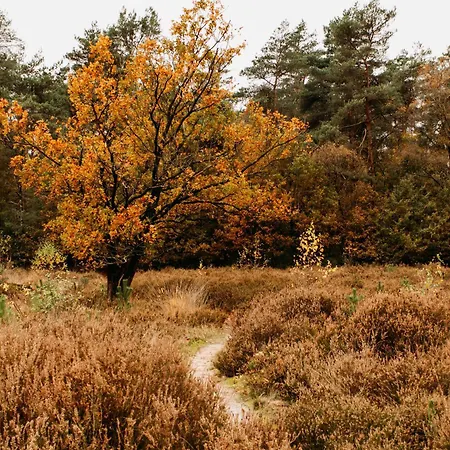 Vakantiehuis Boshuisje Zunne Zelhem