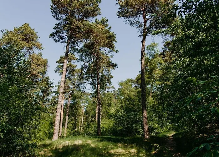 度假居 Boshuisje Zunne 泽尔赫姆